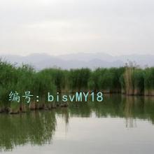 ЧӦ