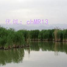 λ
